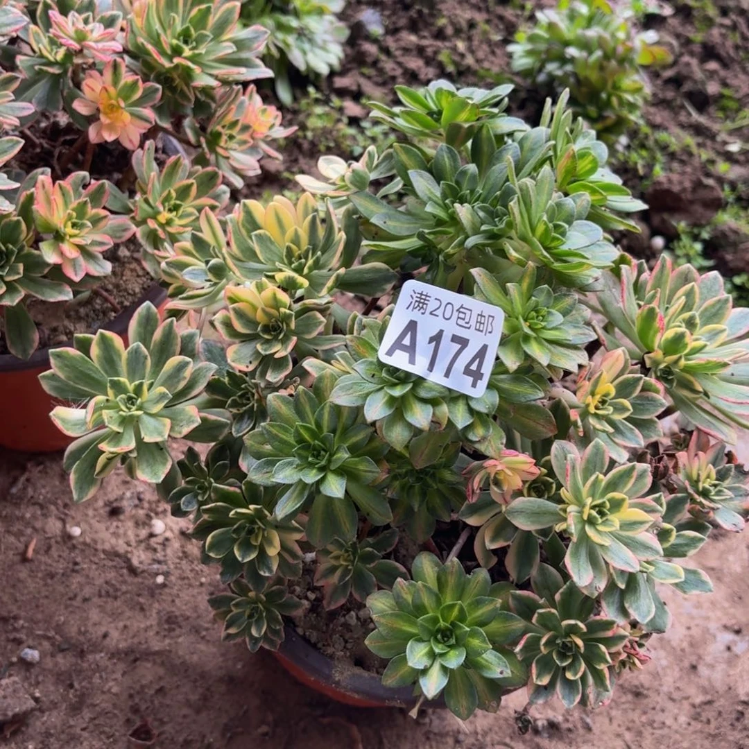 174多肉植物捧花的