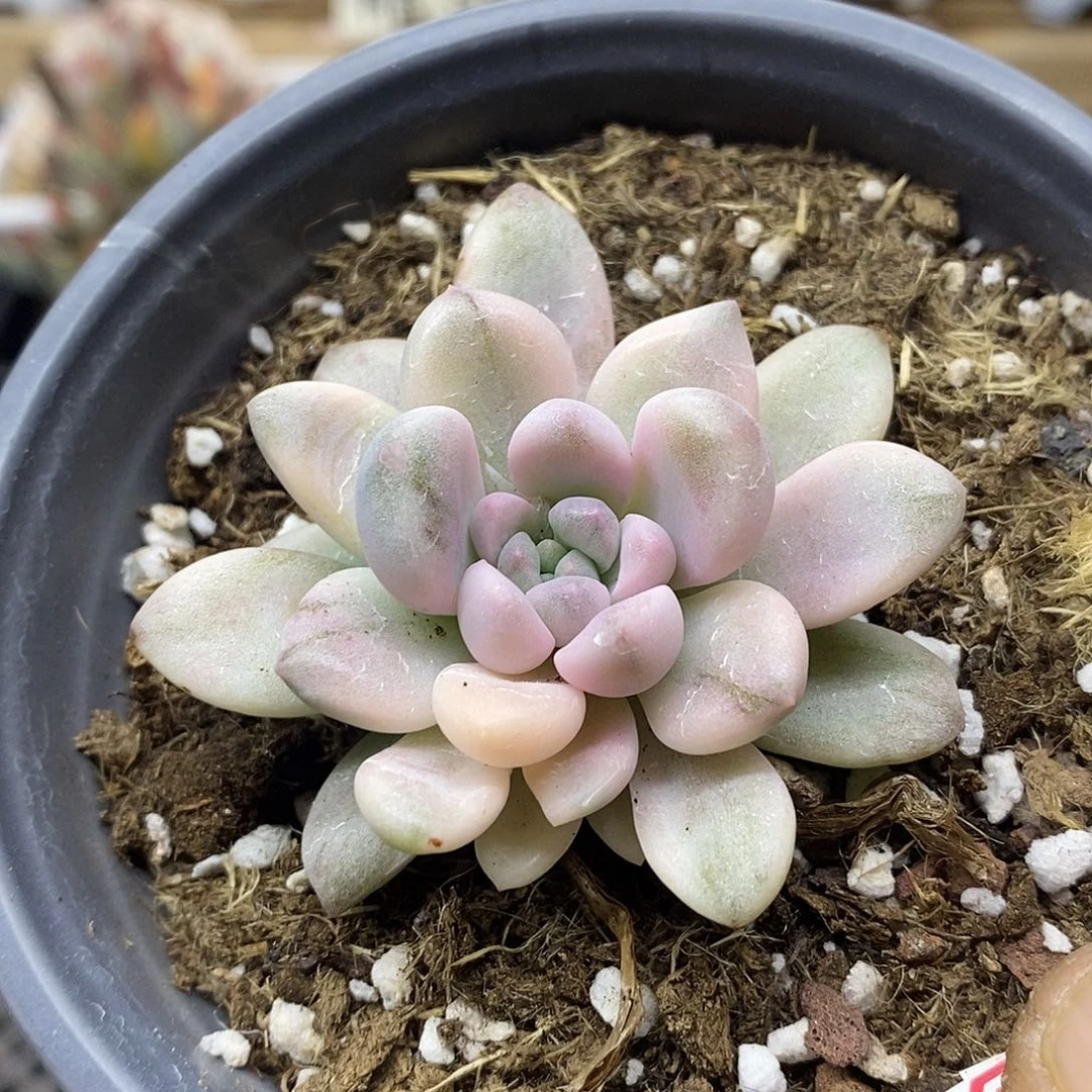 1202 花斑鹿覆轮锦 需延时发货