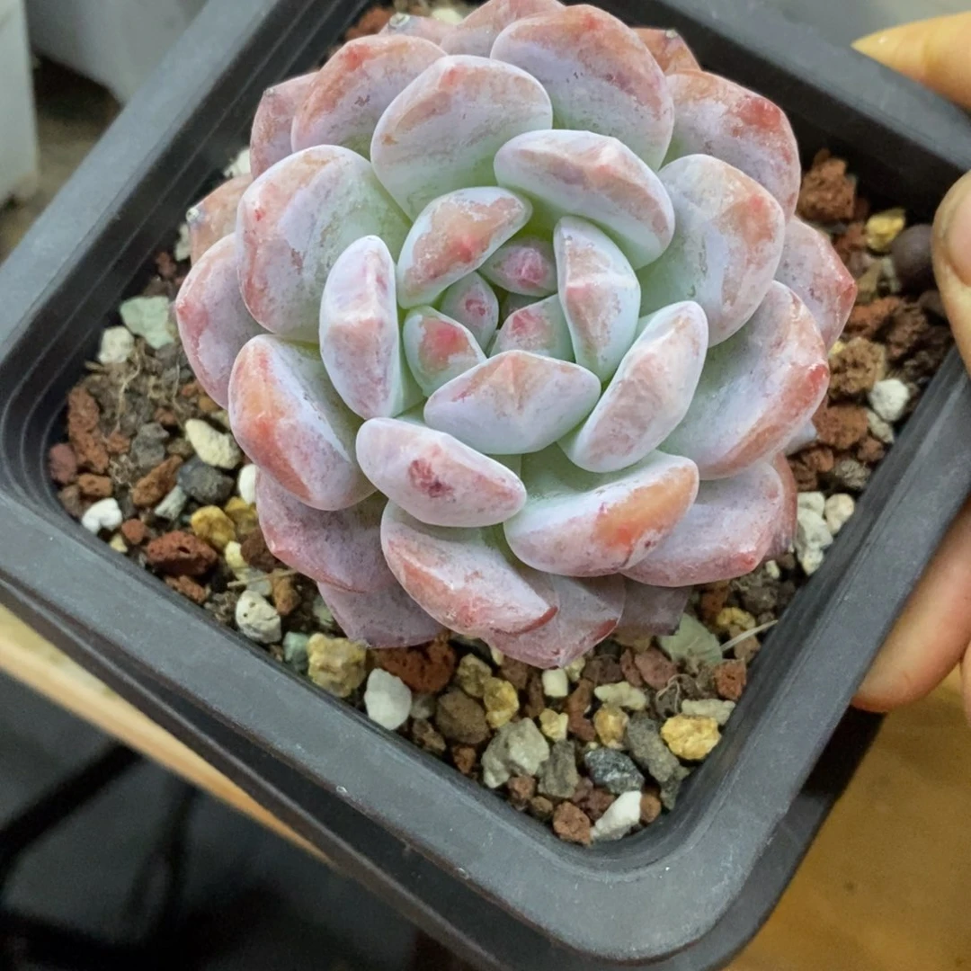 精品多肉一物一拍不包整204