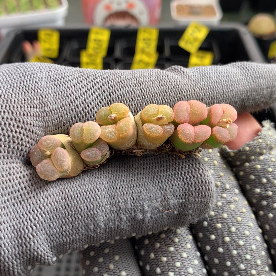 707粉樱风铃母本