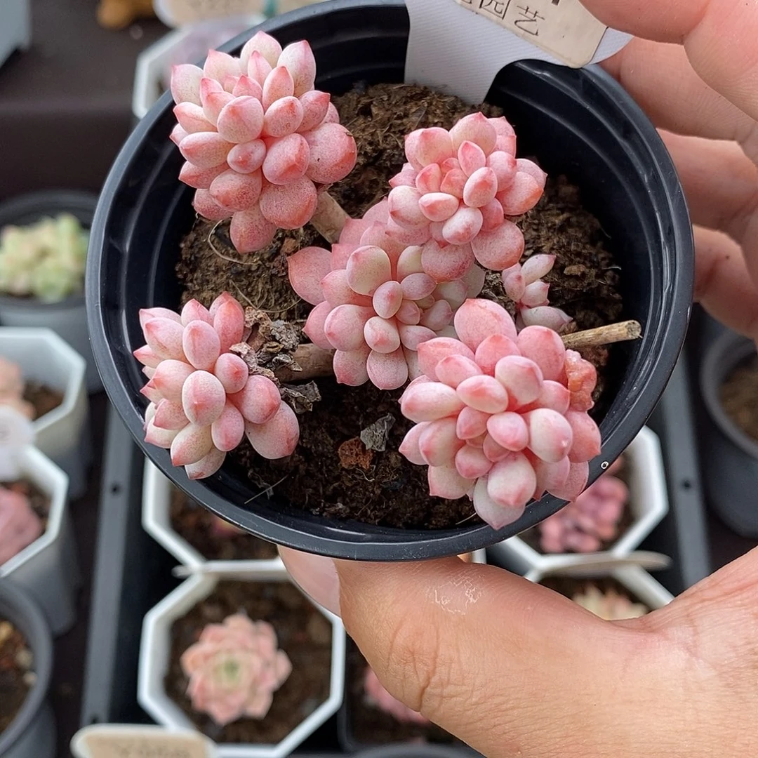 0121 不包整 7cm 小红蛋