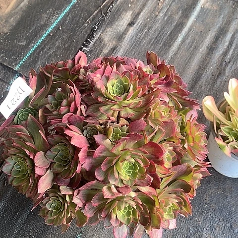 221红稚莲多肉法师锦