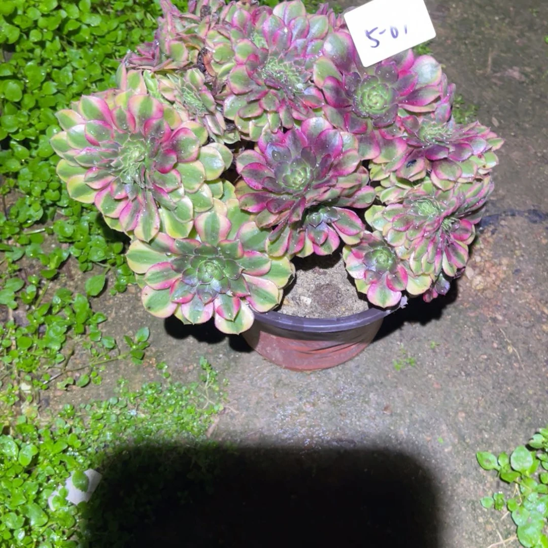 12-5-87雨荷缀化法师锦