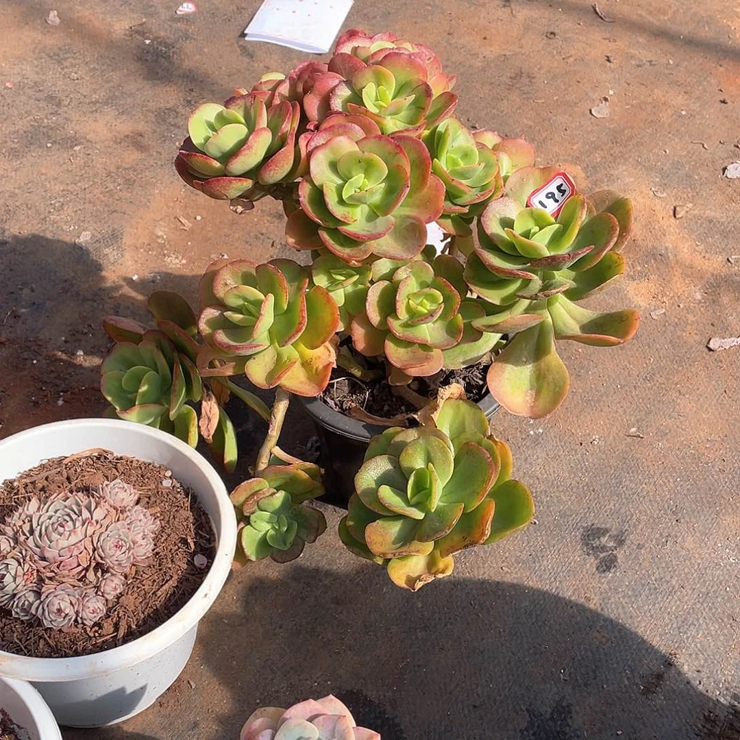 195红梅 一物一拍多肉