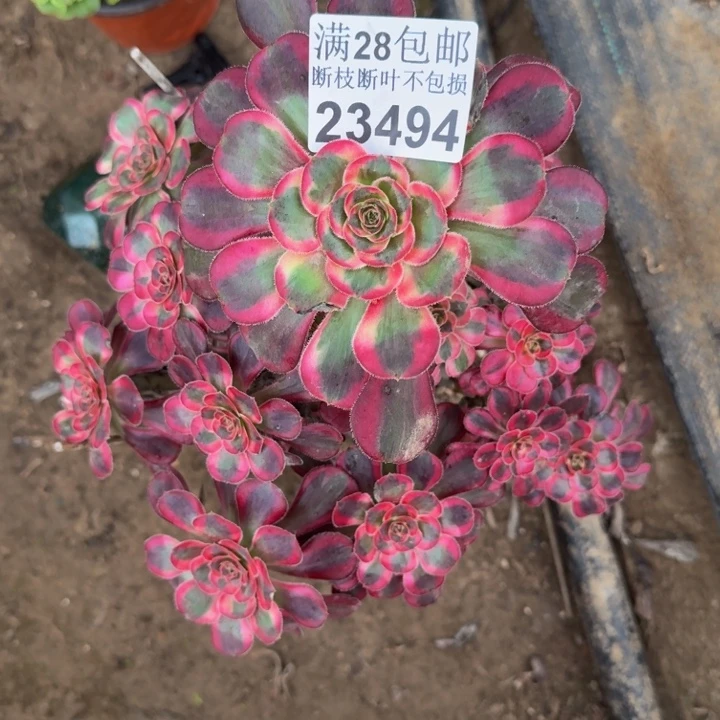 23494丽娜多肉植物