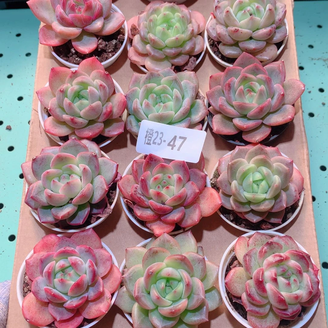 23-47一物一拍多肉带盆18颗