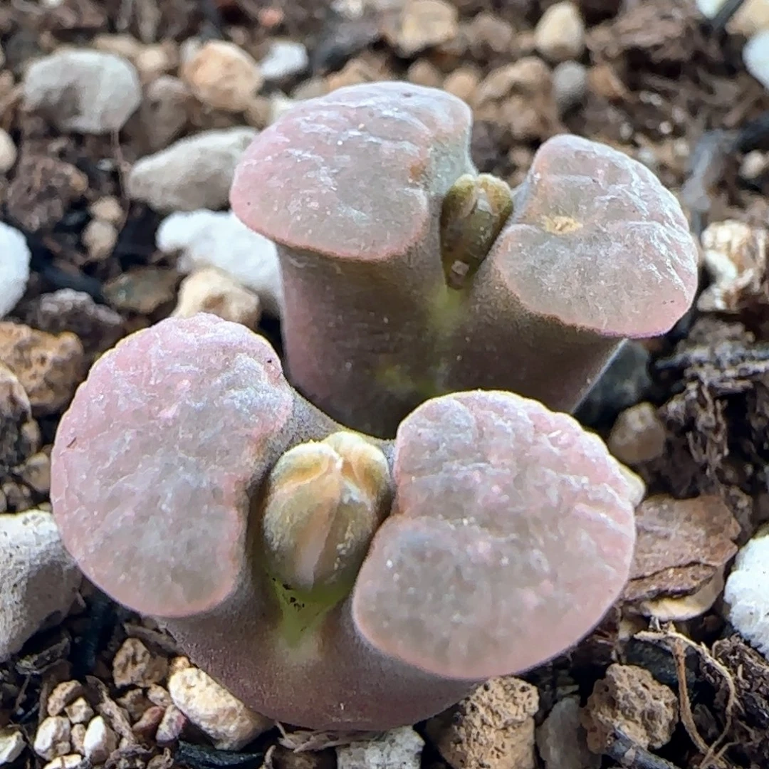 0007/ban'ke磁铁/微瑕/