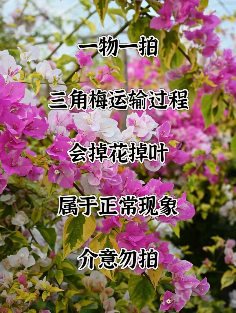 四季勤花爬藤庭院三角梅