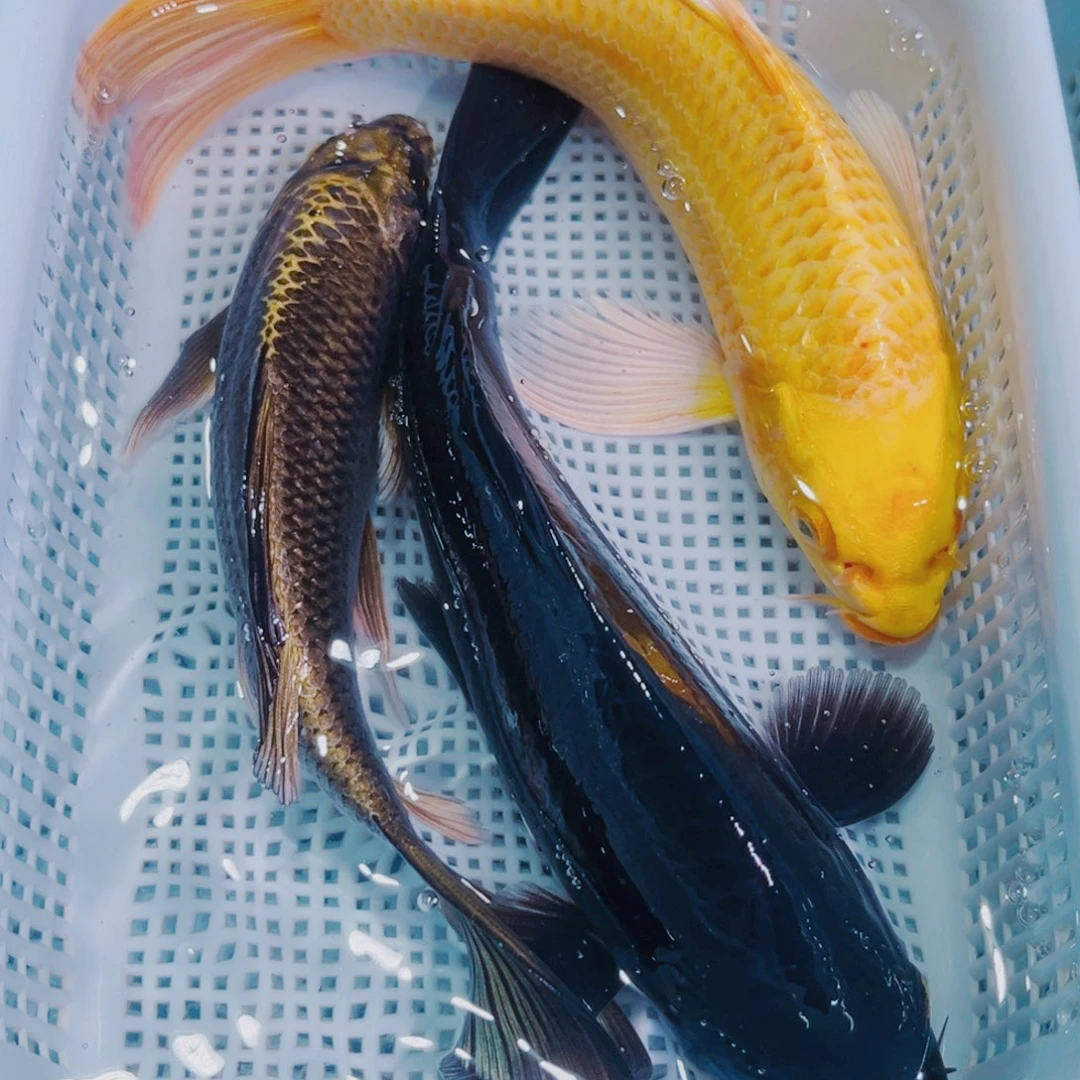 锦鲤锦鲤冷水鱼观赏