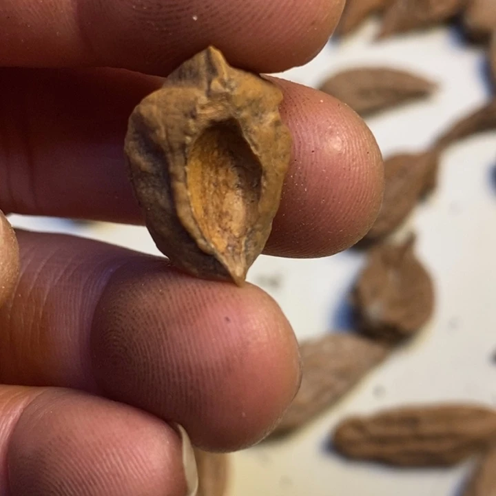 吊坠桃核东北特产54