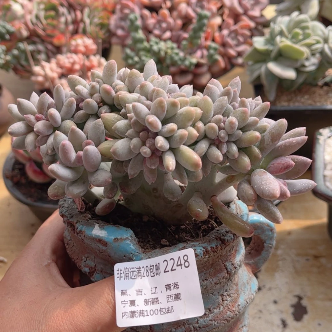 【闪购商品】2248白美人缀