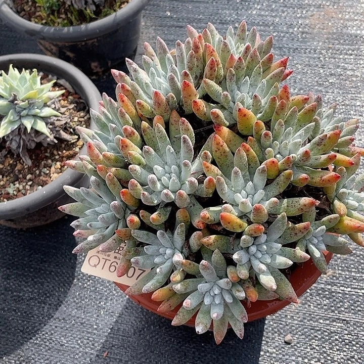 小鹿多肉一物一拍6107