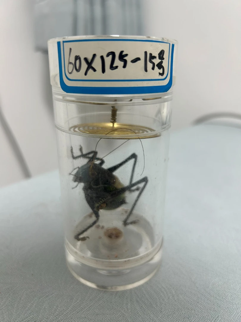 60×125罐里的蝈蝈 药蝈蝈