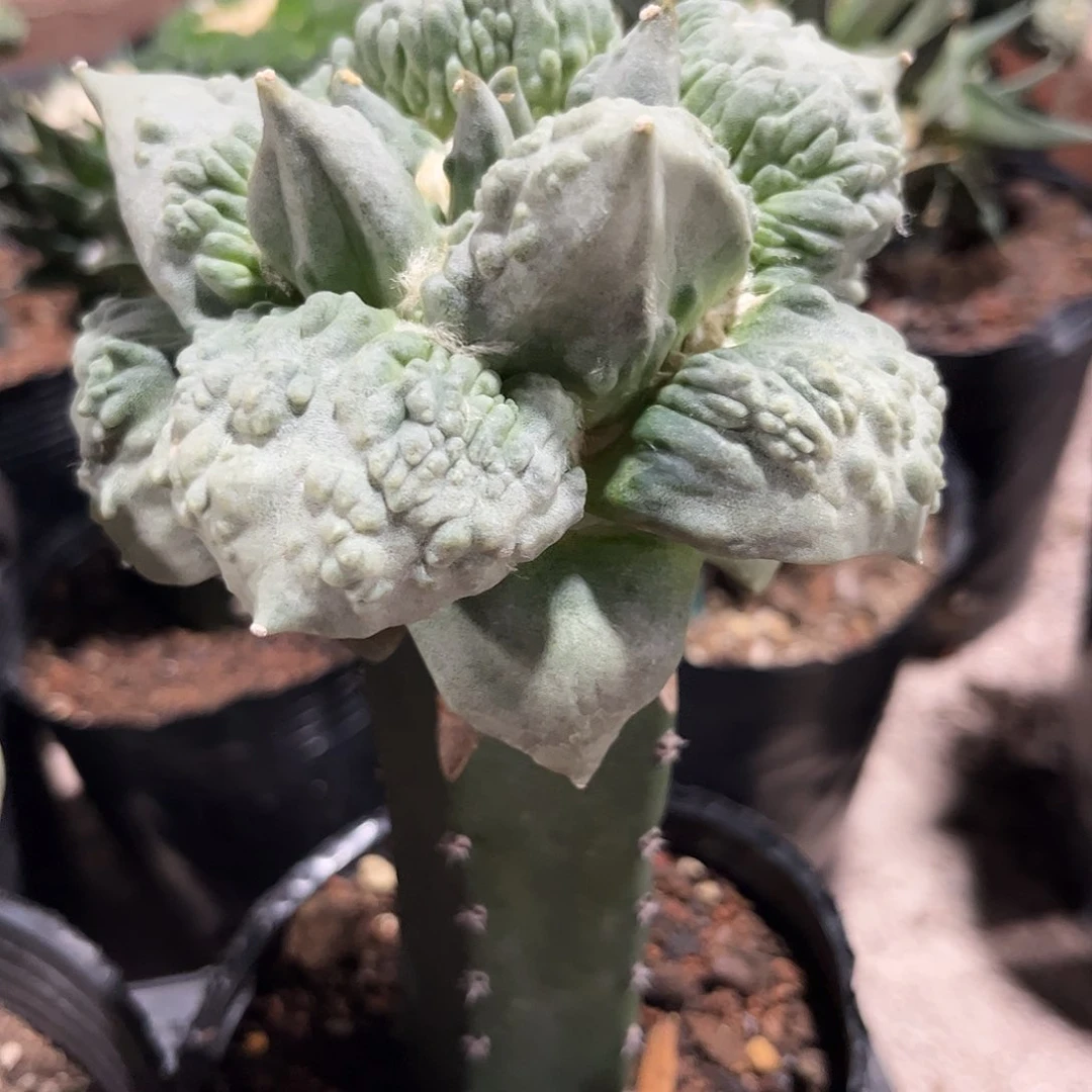 40号无根超大尤村主怒涛