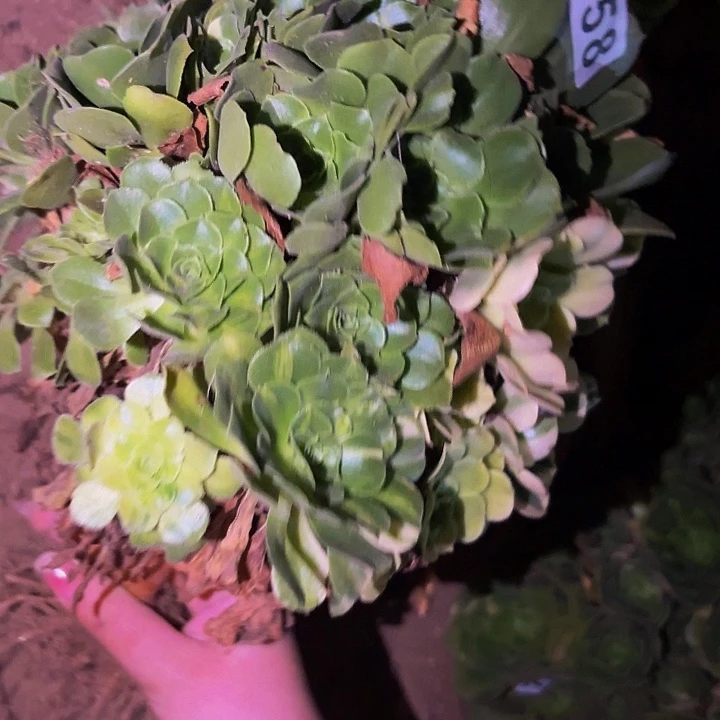 758七彩多肉植物不售后