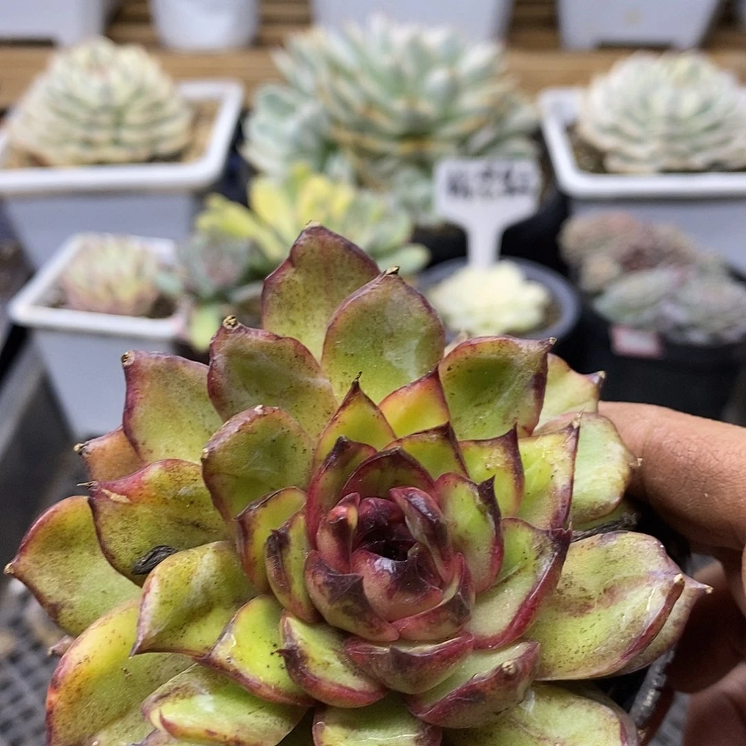 26101 黑水晶变异花脸锦