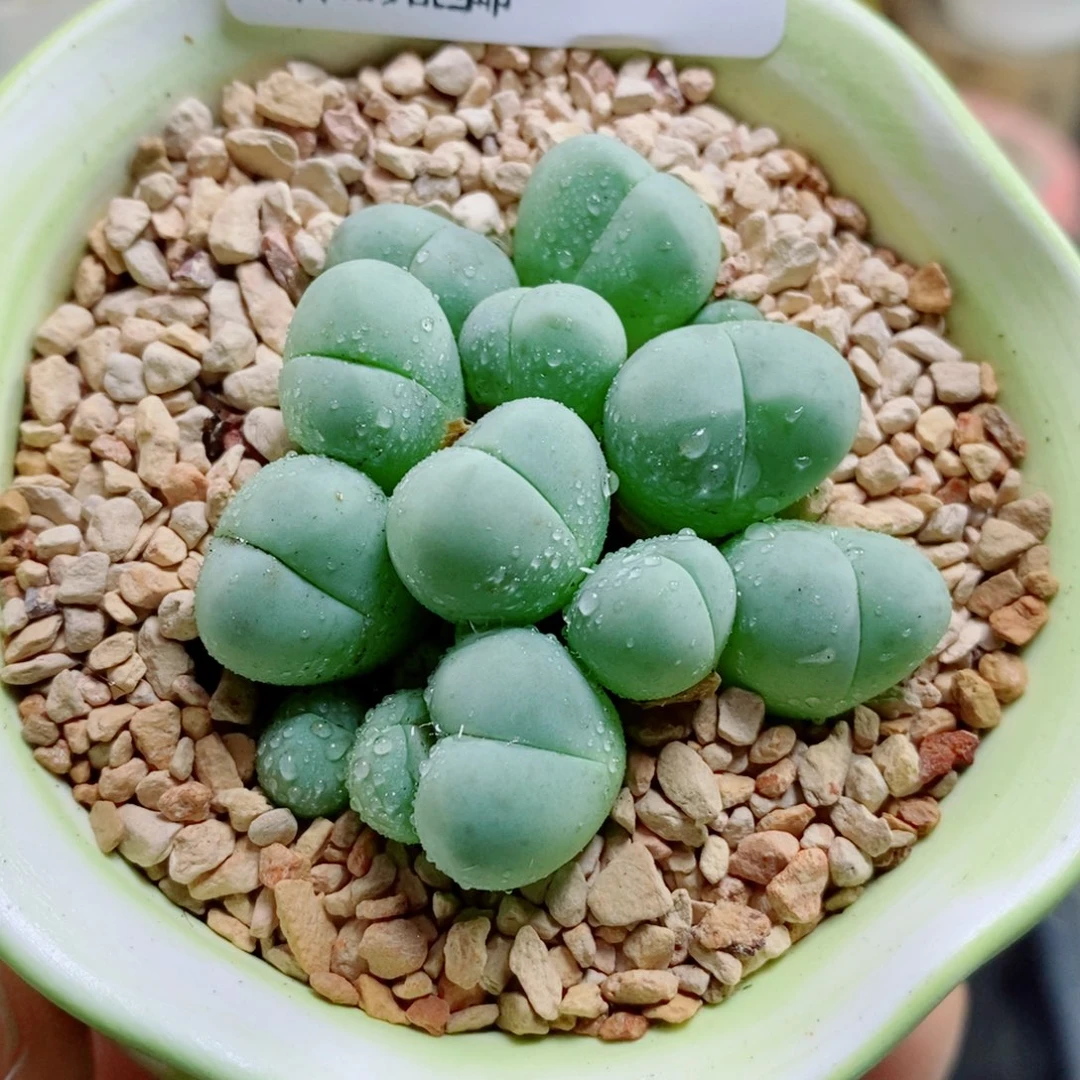 生石花花花花花花花花933