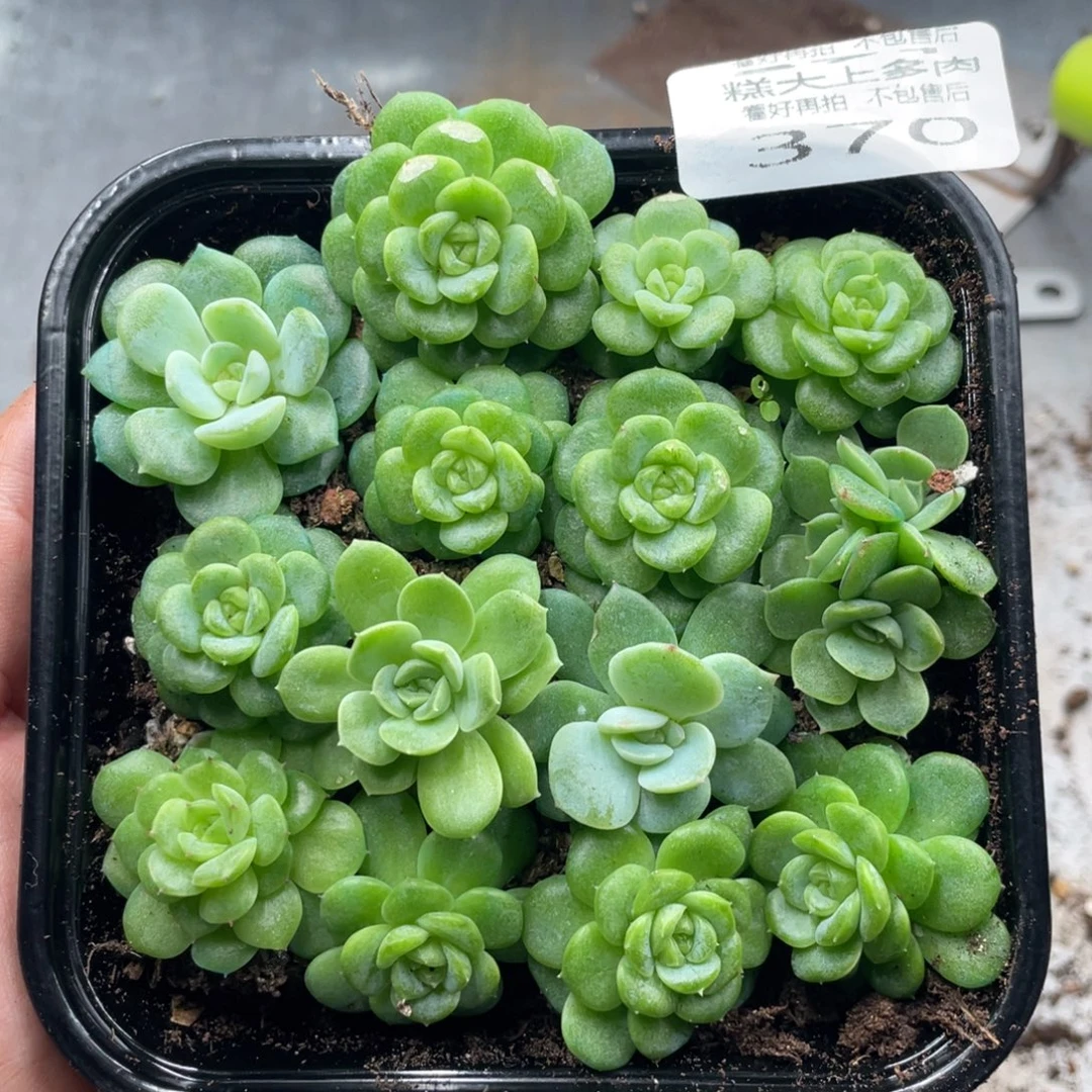 云糖心多肉植物370