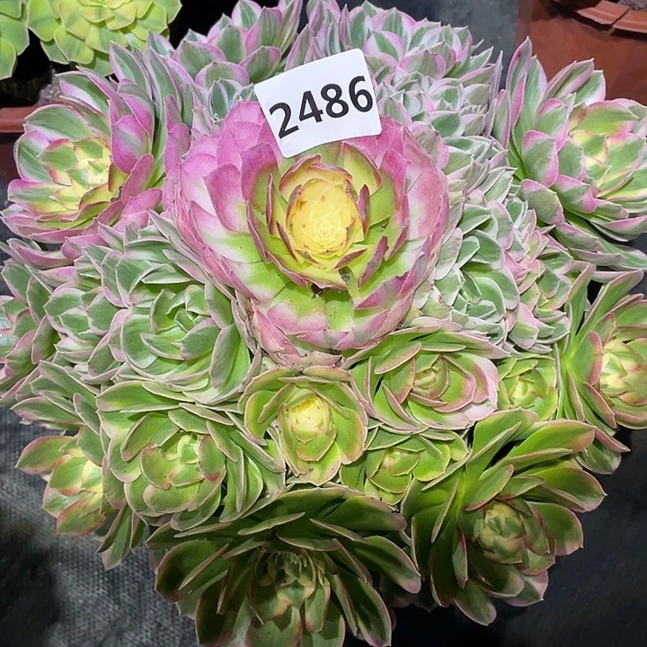 妍****海王2486号多肉植物