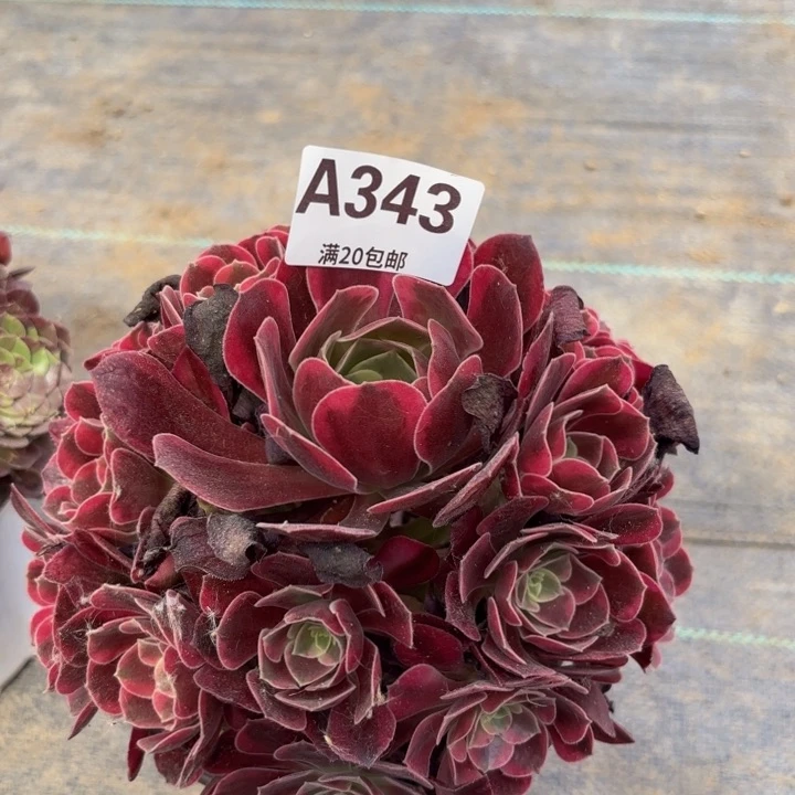 瑞妈多肉园艺，343