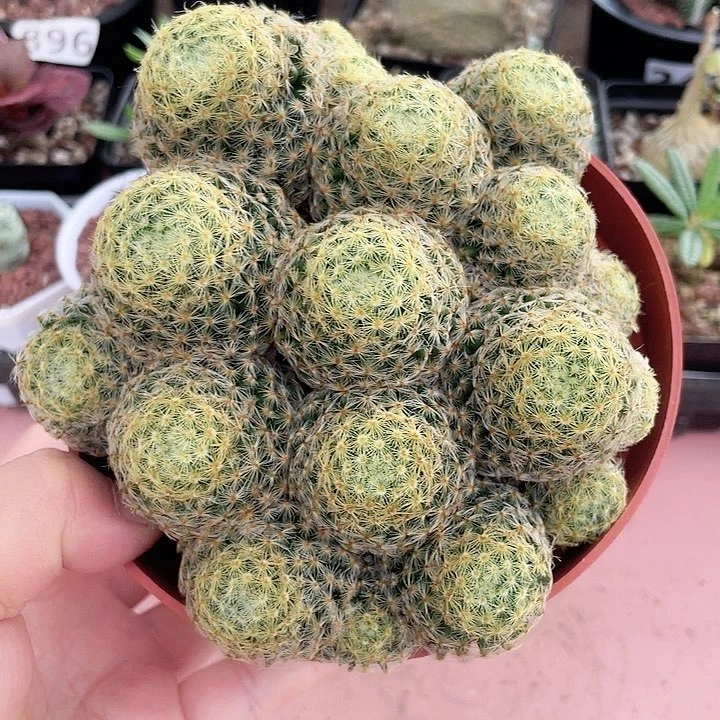 293实生大明星群