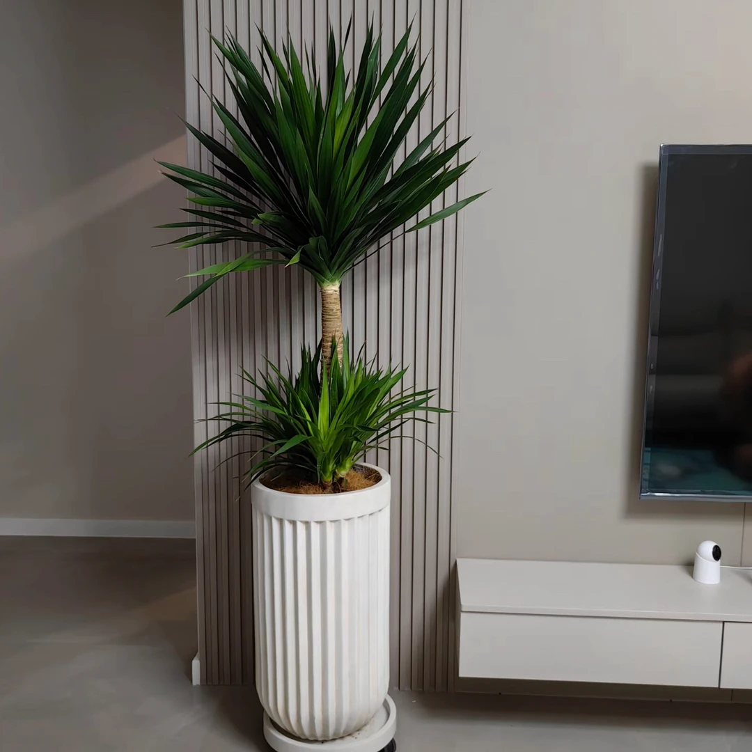 大棵龙血树黑珍珠太空铁室内大型绿植盆栽绿植盆栽室内大棵客厅