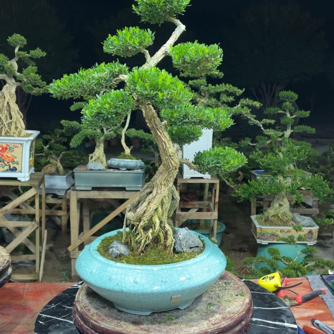 无花朵广东皱皮雀舌黄杨