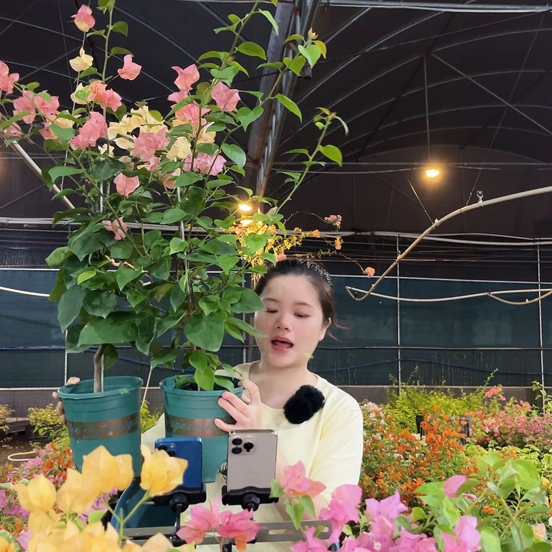 大部分开放少量花苞阿达娜带竹一颗