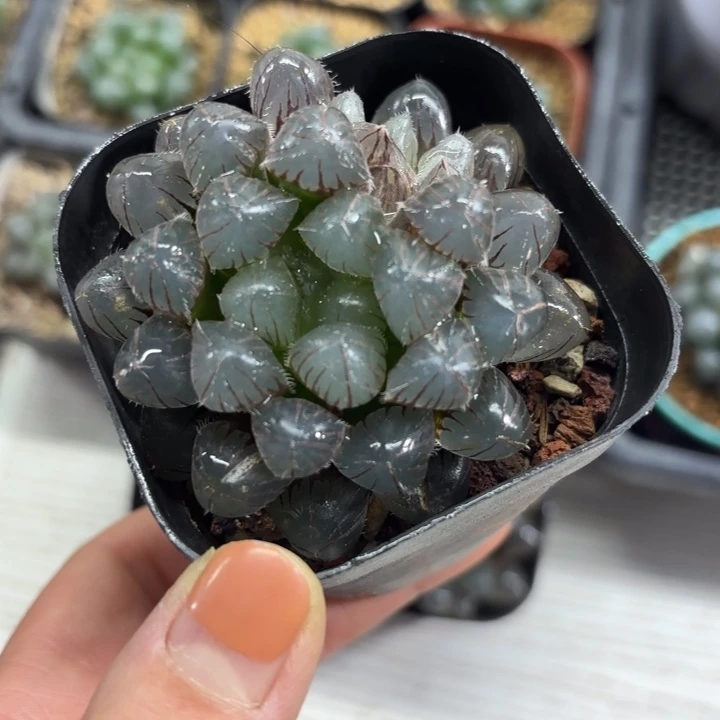 红赤线玉露多肉植物