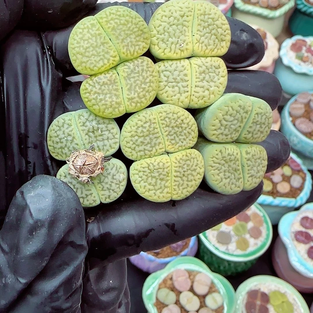 生石花满18包邮1227-51