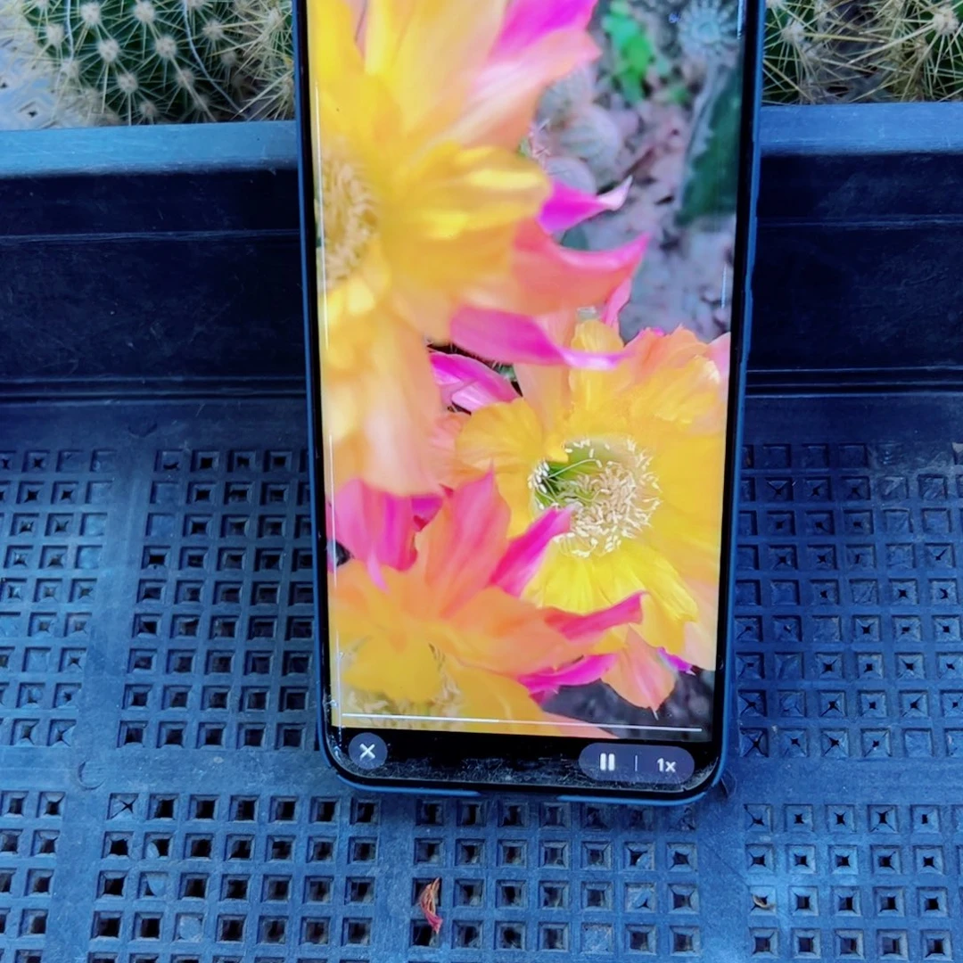 下51彩草拥抱你歪无根侧芽4公分左右20包邮