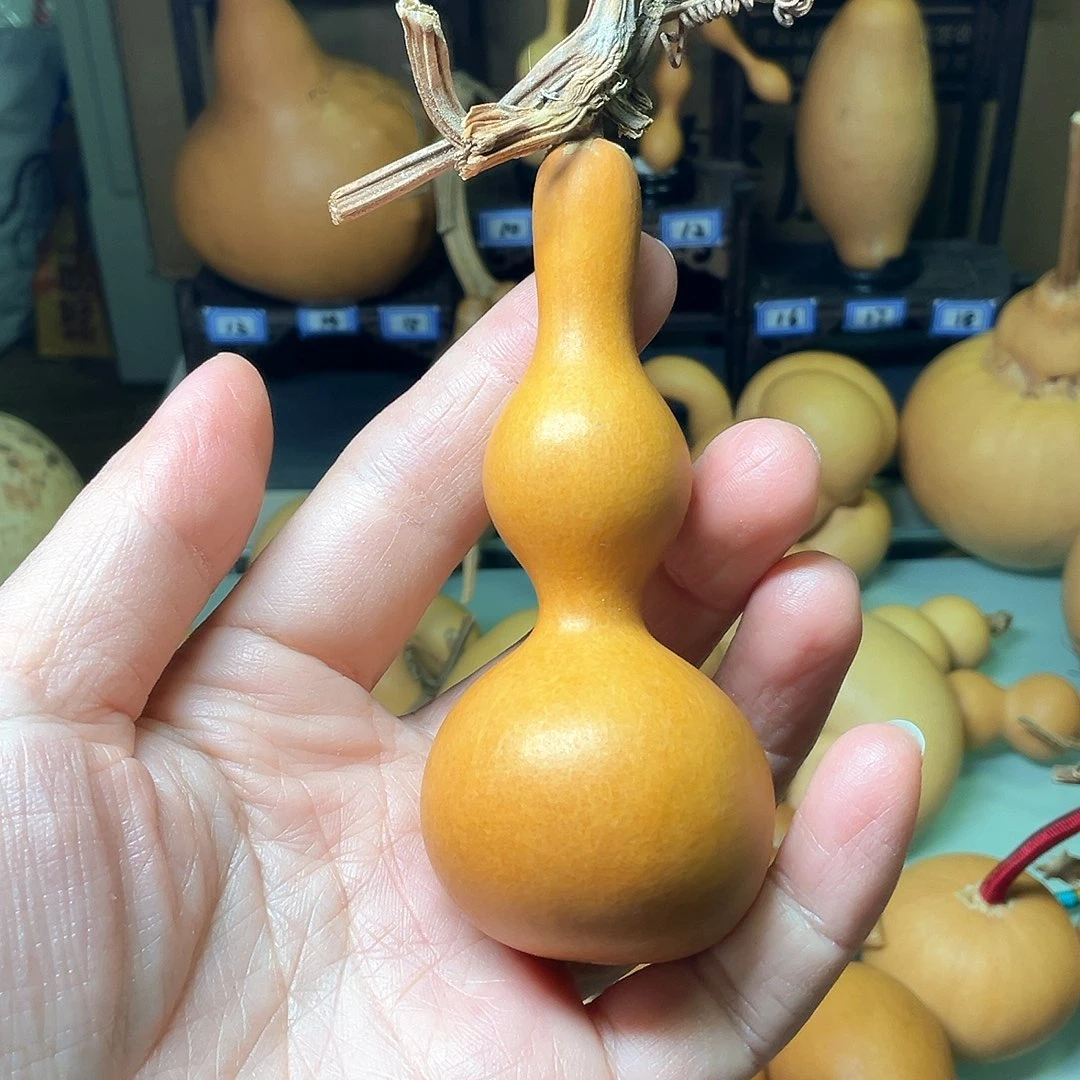 B****?老皮响籽全龙头长嘴八宝