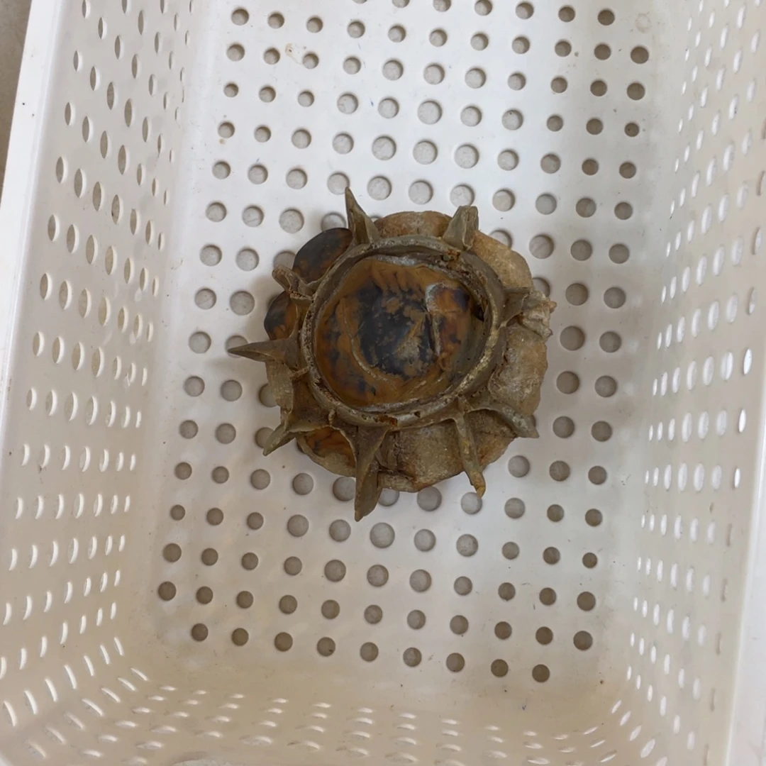 天***情石材龟纹石手把件