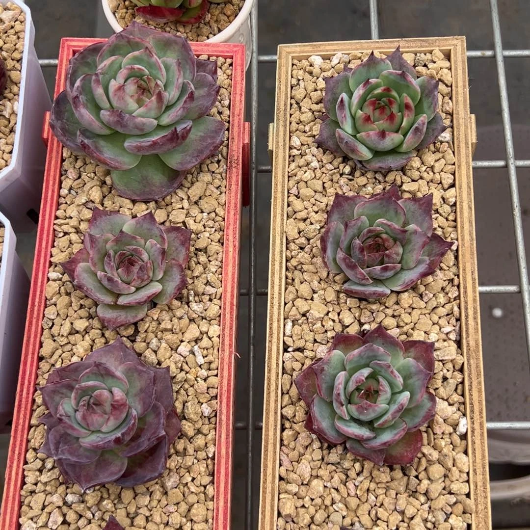 惊鸿仙子多肉植物