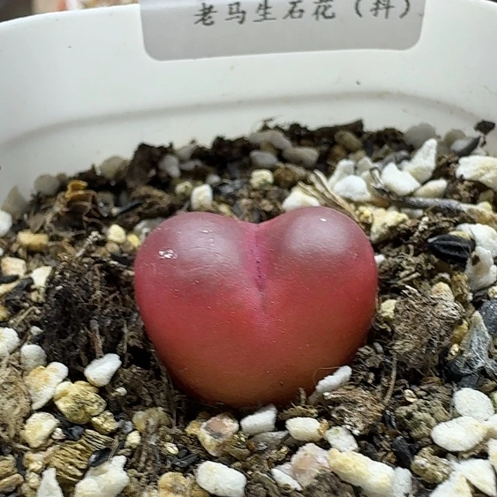 1663 老马生石花一物一拍