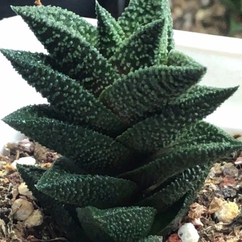 木立龙锦带盆发货哈哈哈