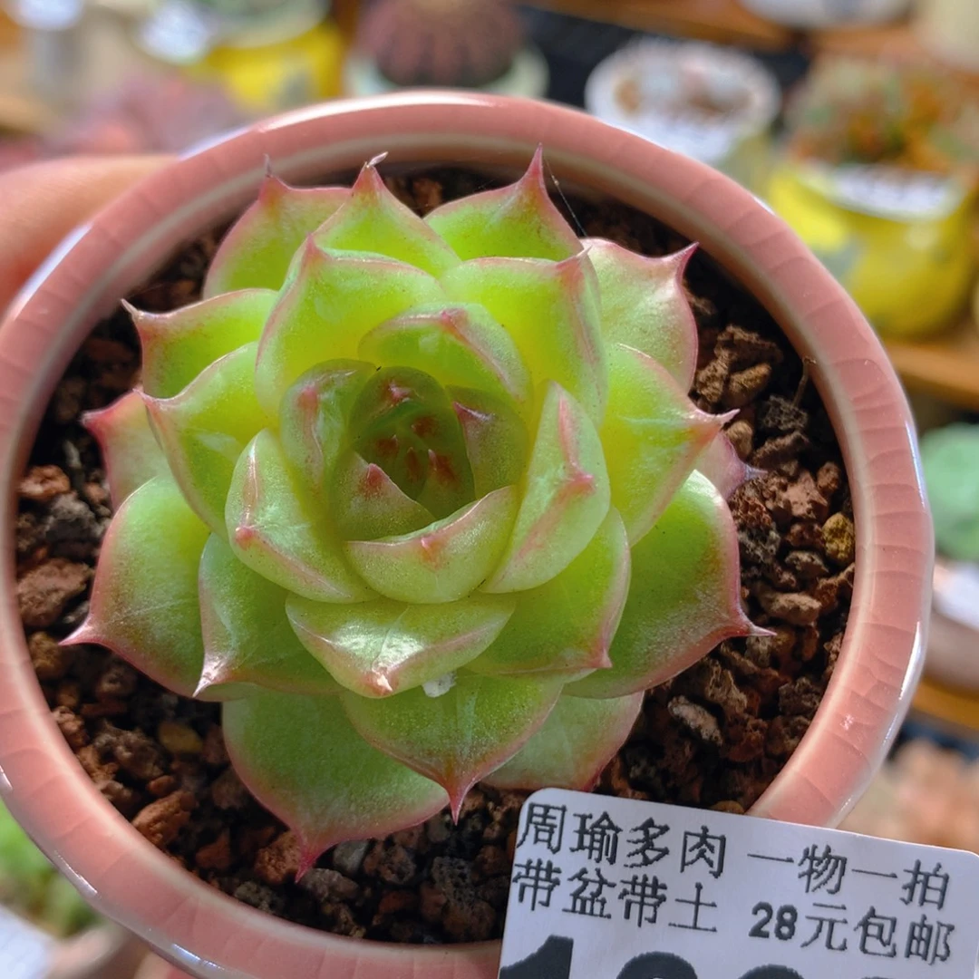 精控多肉植物1368