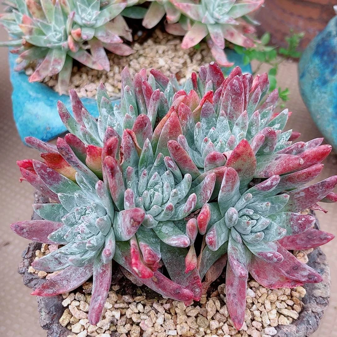 E****兔5089白雪仙女杯多肉