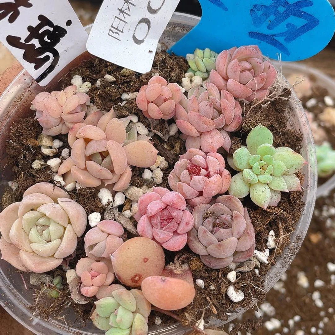 量拍多肉植物多肉植物8