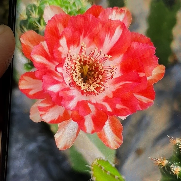 丽 甜橙侧芽 歪 满20包邮4公分