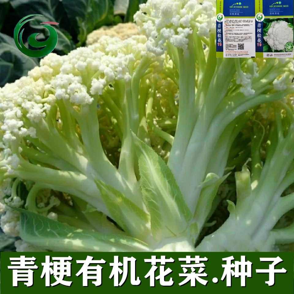青梗有机花菜种子春秋蔬菜种子有机菜花松花菜散花菜种子耐热耐寒