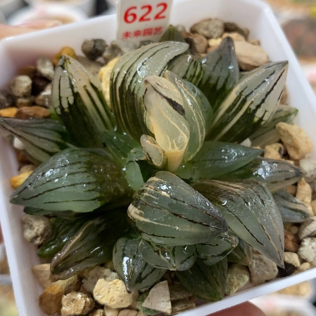 622群生西瓜寿锦一物一图