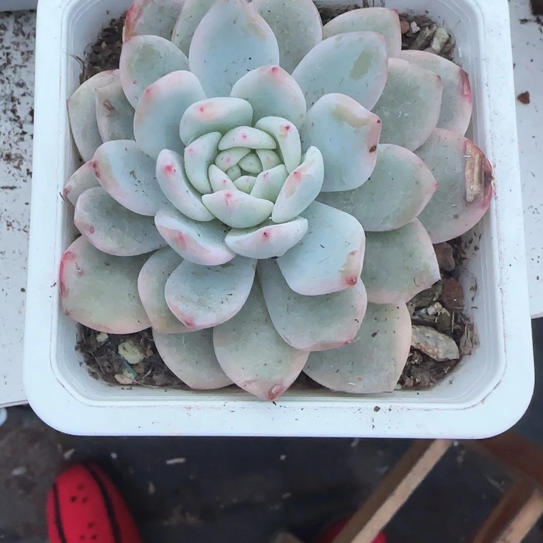 青蛙王子儿童牙膏套装11