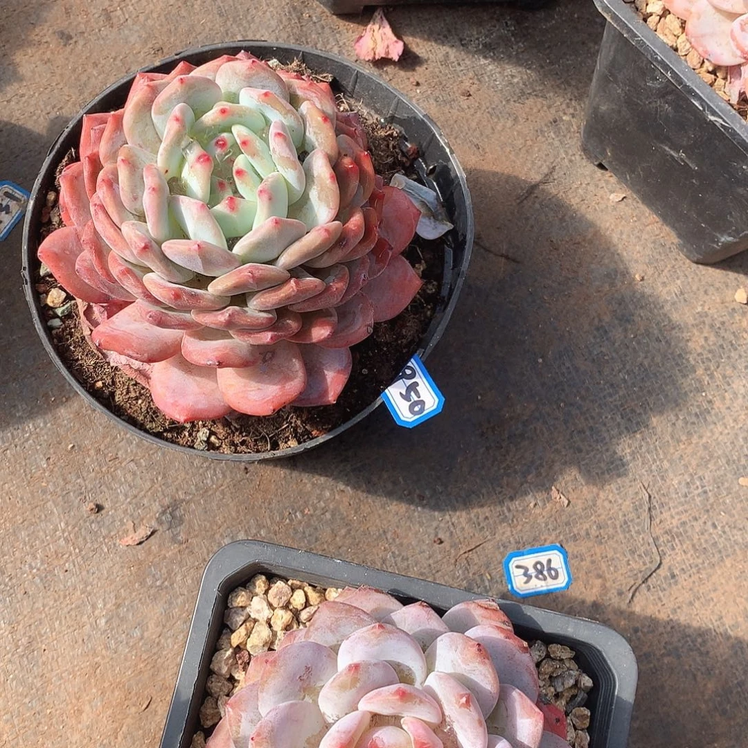 950橙子 一物一拍多肉