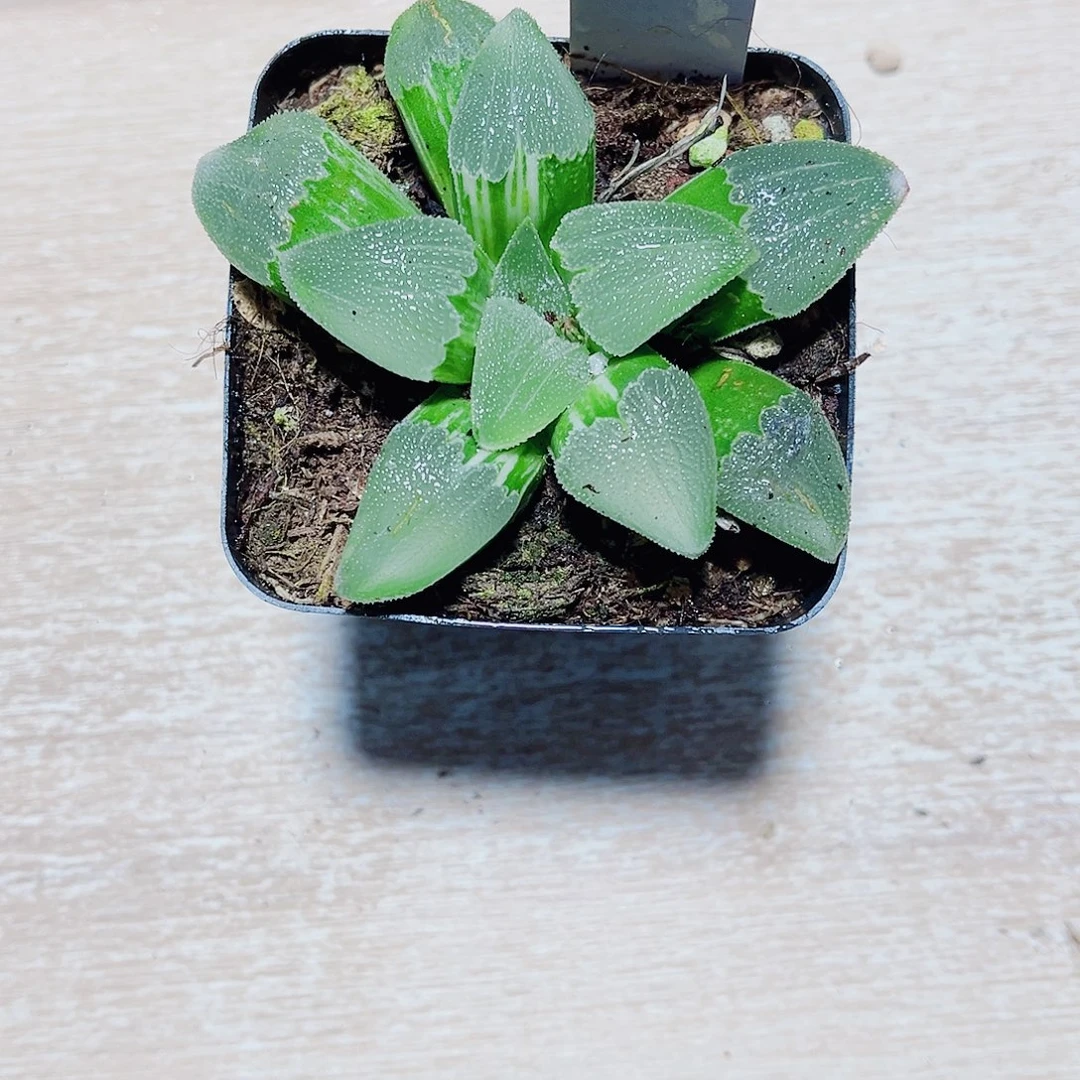 磨面寿少锦新手福利