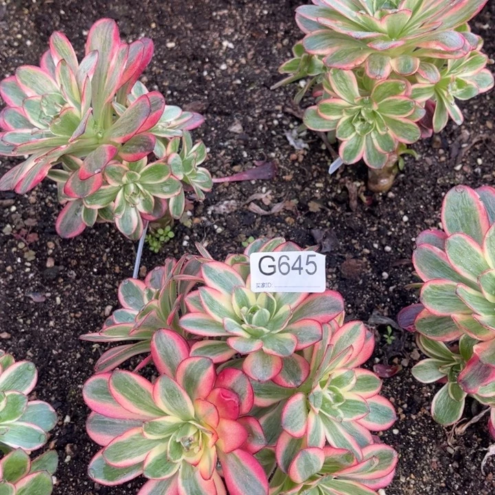 645魅金玫瑰锦魅惑