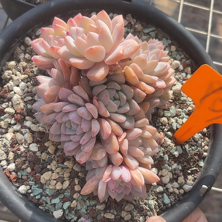 两单包邮，一物一拍梦之雪139