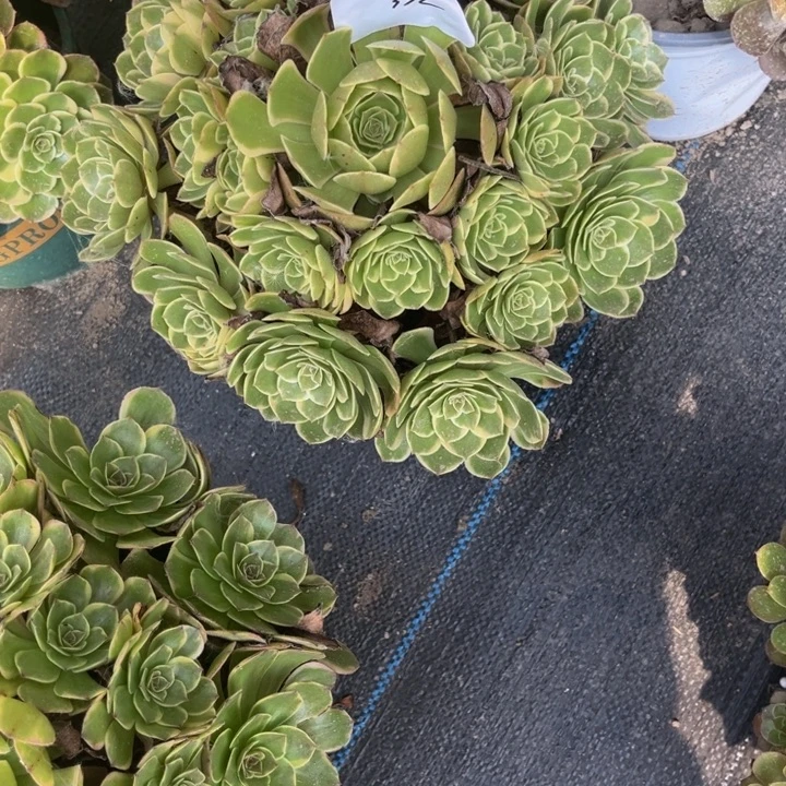 352花妖多肉植物老庄
