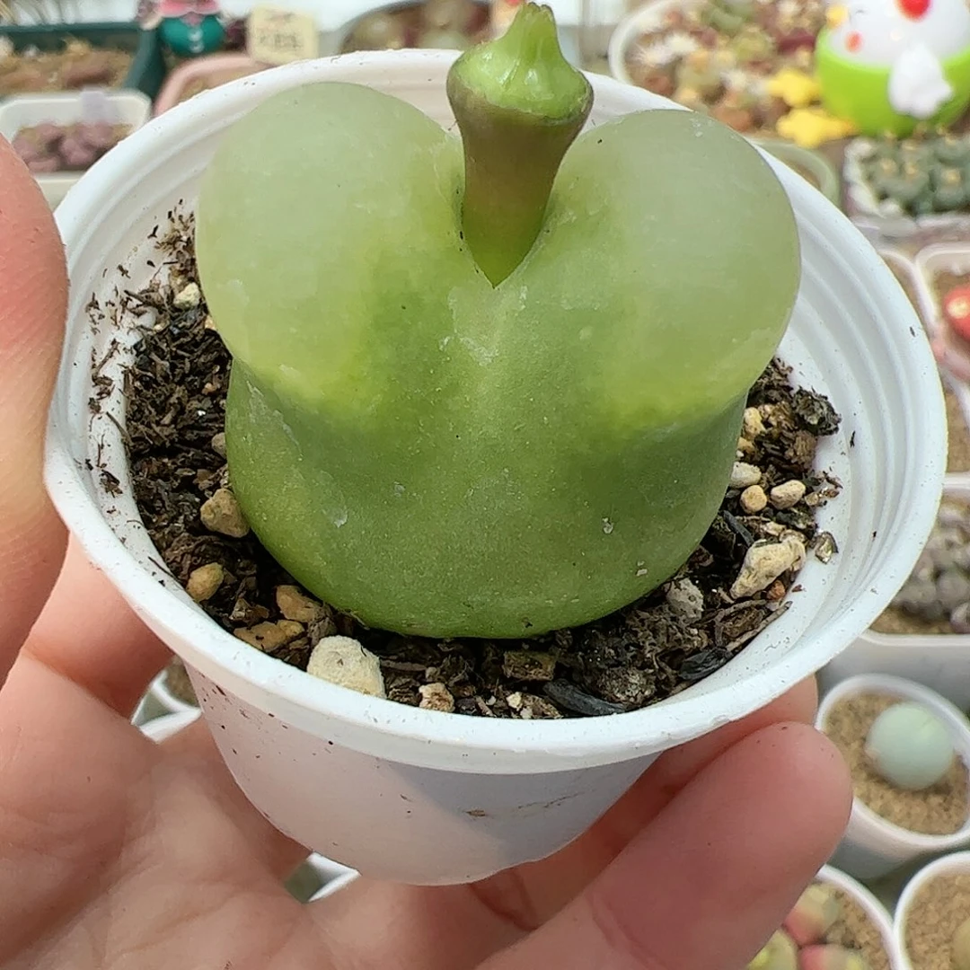 【闪购商品】66 绿色