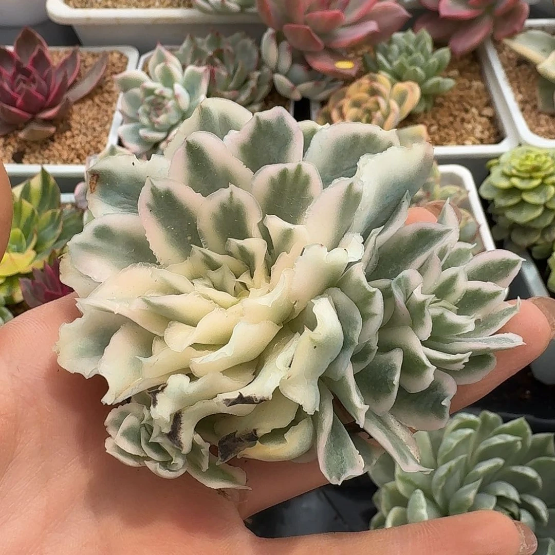 紫蝴蝶锦宽锦福利炸